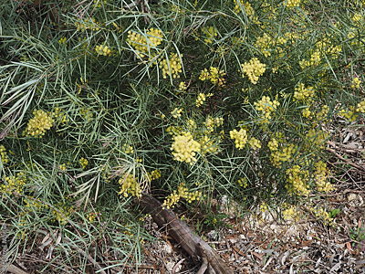Acacia iteaphylla p DEM8795 Marcollat